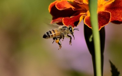 Les bienfaits du miel sur votre corps