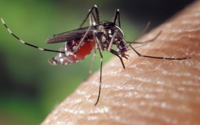 Ce qu’il faut savoir sur les moustiques vecteurs de maladie